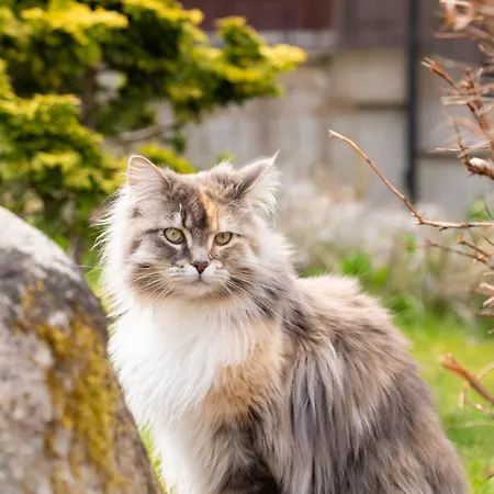 Und Berggasthof Zum Sonnenhof Otel 3*