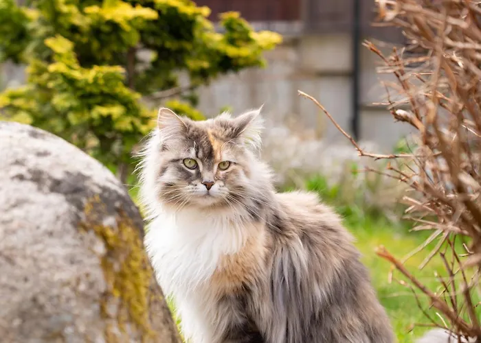 Und Berggasthof Zum Sonnenhof Hotell 3*